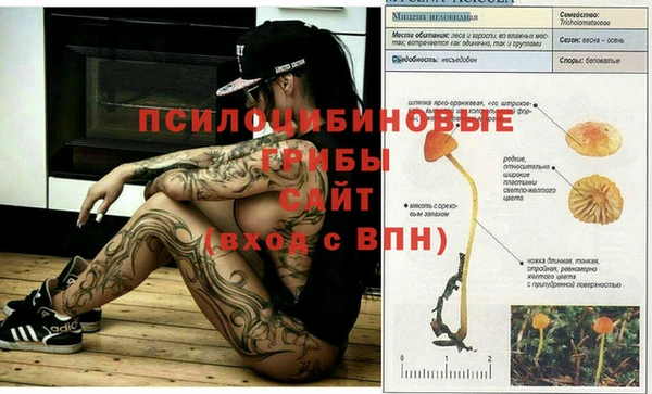 стафф Цоци-Юрт