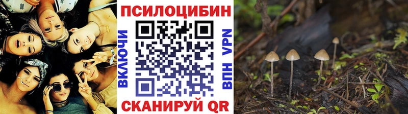 купить наркоту  Нижний Новгород  Псилоцибиновые грибы Psilocybine cubensis 